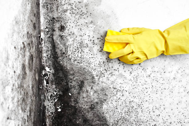 Best Professional Mold Removal  in Chamberlayne, VA