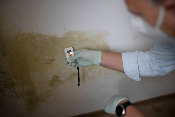 Mold Removal and Inspection in Chamberlayne, VA