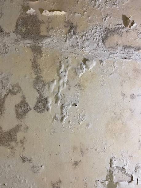 Mold Removal Process in Chamberlayne, VA