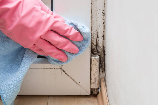 Mold Removal Process in Chamberlayne, VA