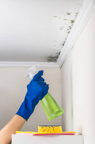 Best Best Mold Removal Companies  in Chamberlayne, VA