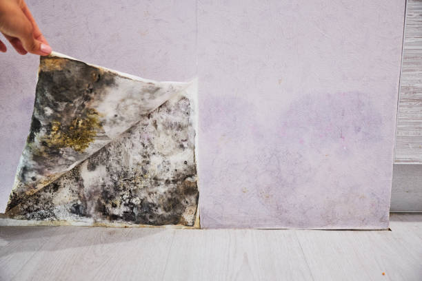 Best Emergency Mold Removal  in Chamberlayne, VA